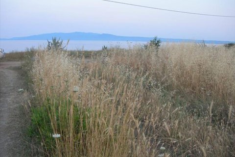 6000m² Land en Chalkidiki, Greece No. 59893 4