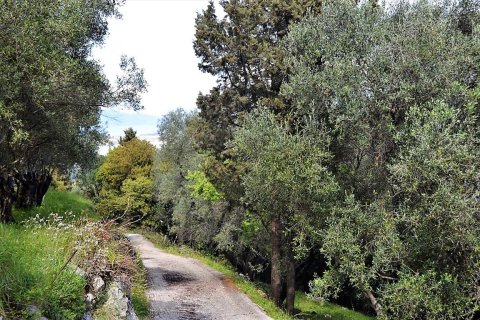 4000m² Land en Corfu, Greece No. 57433 20