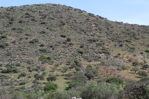 15000m² Land in Agios Nikolaos, Greece No. 57432 5