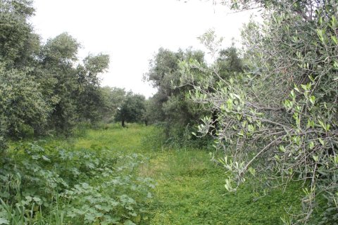 2000m² Land en Hersonissos, Greece No. 57464 4