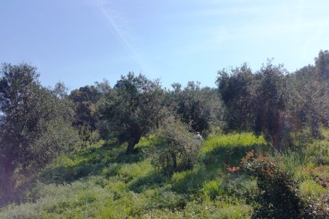 4010m² Land en Corfu, Greece No. 58846 8