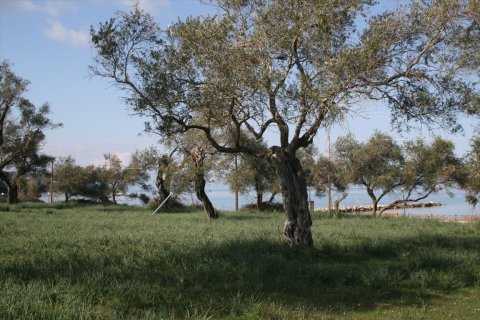 21083m² Land in Corfu, Greece No. 57894 10