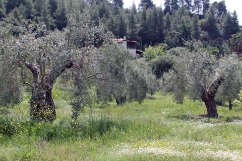 20171m² Land in Chalkidiki, Greece No. 60675 6