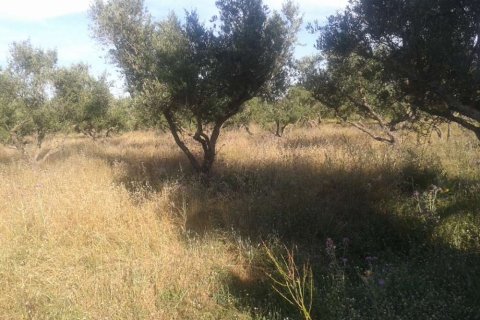 Land in Zakynthos, Greece No. 24489 9