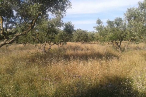 Land in Zakynthos, Greece No. 24489 10