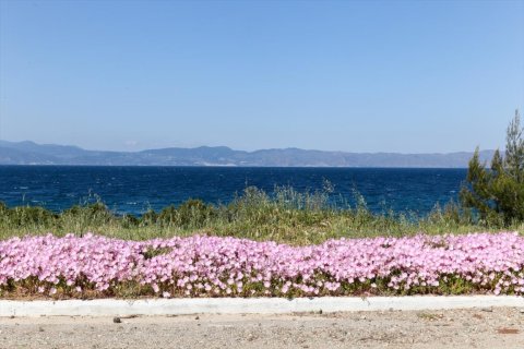 12 chambres House à Malesina, Greece No. 57279 22