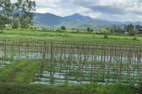 20 dormitorios Land en Chiang Mai, Thailand No. 1478 5