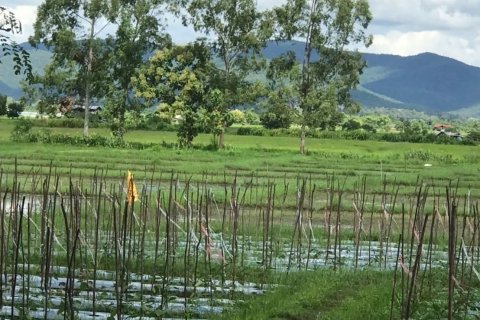 20 dormitorios Land en Chiang Mai, Thailand No. 1478 3