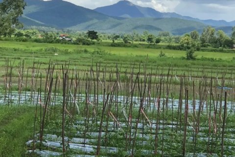 20 dormitorios Land en Chiang Mai, Thailand No. 1478 2