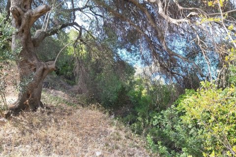 8600m² Land in Corfu, Greece No. 55881 11