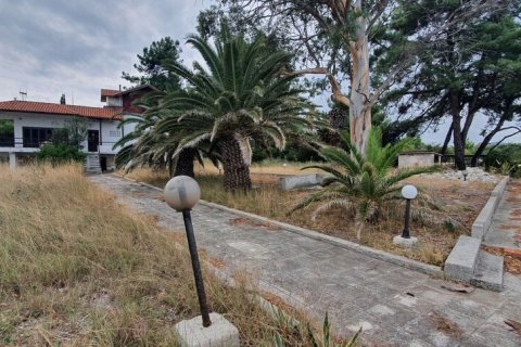 12000m² Land in Chalkidiki, Greece No. 56200 7