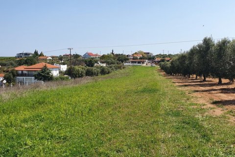 10500m² Land en Chalkidiki, Greece No. 56340 4