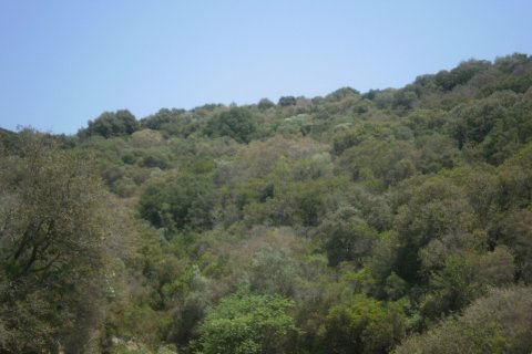 6070m² Land in Chalkidiki, Greece No. 56347 3