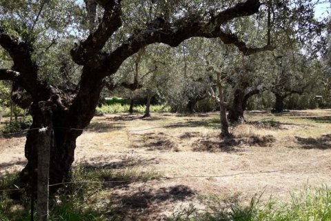 Land à Zakynthos, Greece No. 28077 18