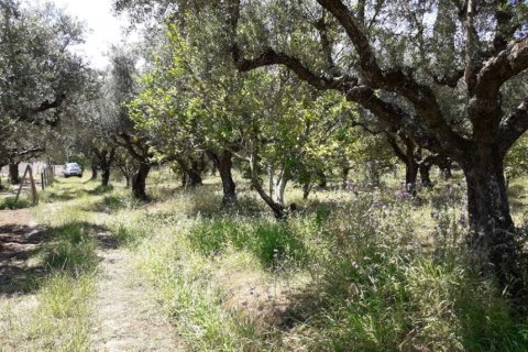 Land à Zakynthos, Greece No. 28077 8