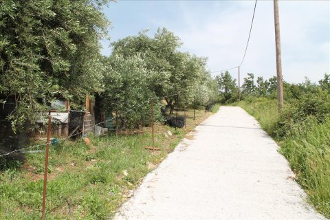 4268m² Land in Corfu, Greece No. 60320 2