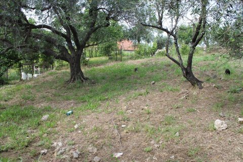 4268m² Land in Corfu, Greece No. 60320 3