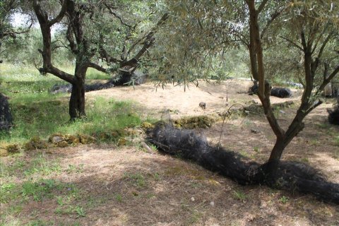 4268m² Land in Corfu, Greece No. 60320 4