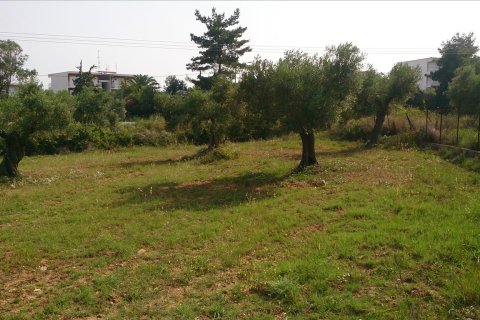 4589m² Land à Chalkidiki, Greece No. 60486 5