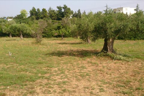 4589m² Land à Chalkidiki, Greece No. 60486 4