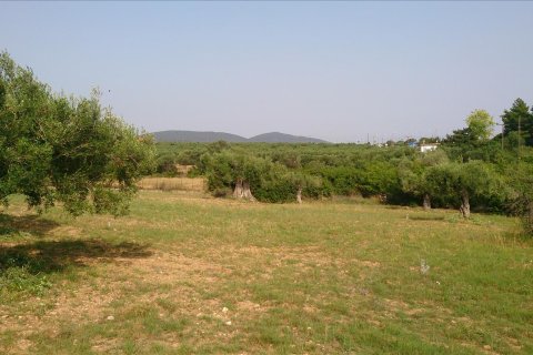 4589m² Land à Chalkidiki, Greece No. 60486 1