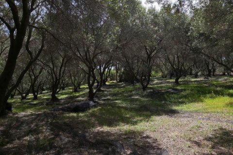 8000m² Land à Corfu, Greece No. 56030 5