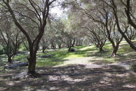 8000m² Land en Corfu, Greece No. 56030 2