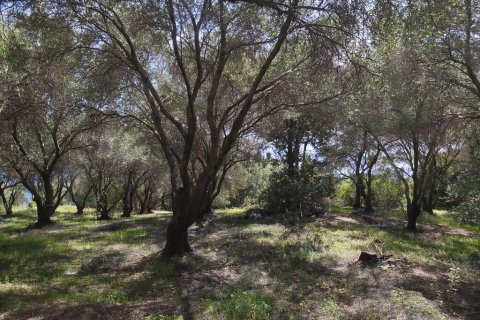 8000m² Land in Corfu, Greece No. 56030 4