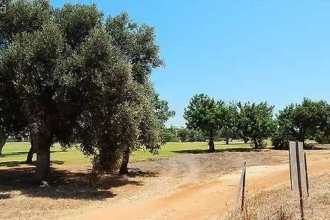 2800m² Land à Paphos, Cyprus No. 35733 6