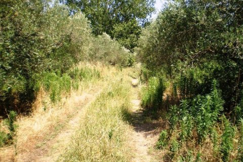 12250m² Land in Chalkidiki, Greece No. 60269 2