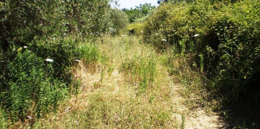 12250m² Land in Chalkidiki, Greece No. 60269