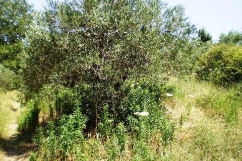 12250m² Land à Chalkidiki, Greece No. 60269 3