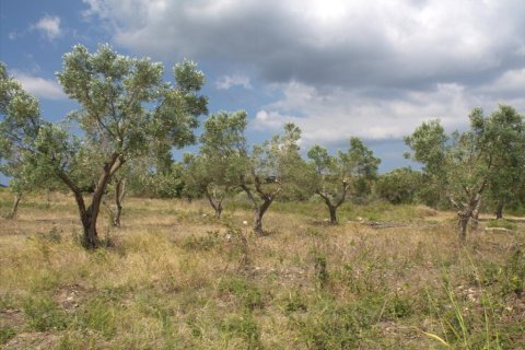 5060m² Land à Chalkidiki, Greece No. 60629 6