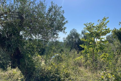 2569m² Land en Corfu, Greece No. 55306 19