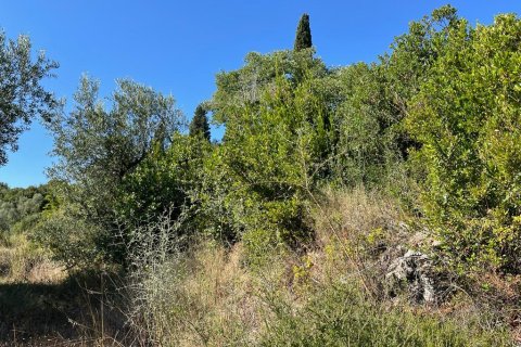 2569m² Land in Corfu, Greece No. 55306 15