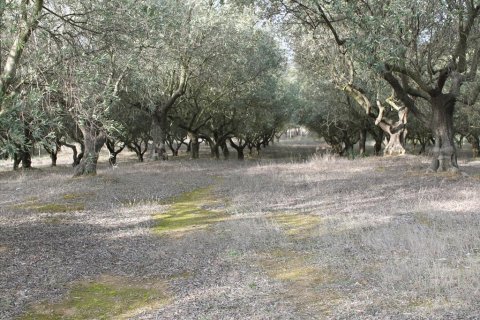 6869m² Land in Thermi, Greece No. 60551 1