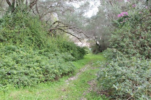 5000m² Land in Corfu, Greece No. 60556 3