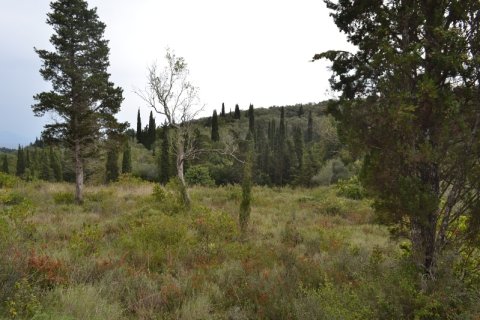 65000m² Land en Corfu, Greece No. 59345 8