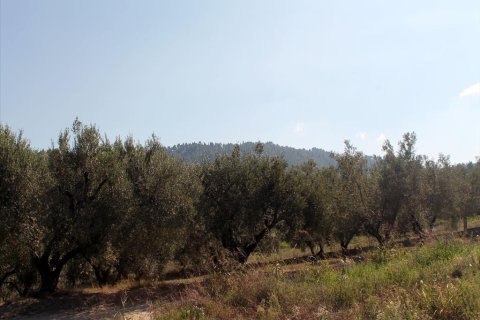 22500m² Land à Chalkidiki, Greece No. 60069 6