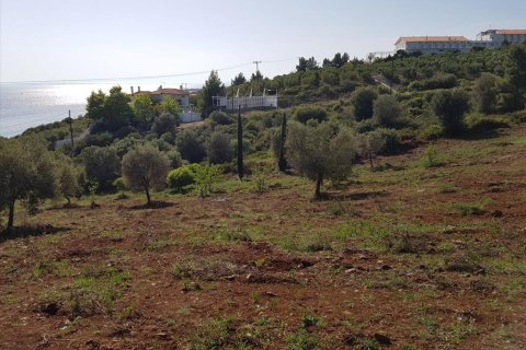 6500m² Land in Polygyros, Greece No. 58782 5