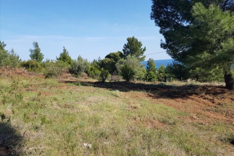 6500m² Land in Polygyros, Greece No. 58782 7