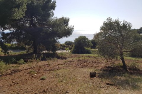 6500m² Land in Polygyros, Greece No. 58782 1