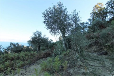 9000m² Land in Corfu, Greece No. 57757 8