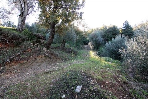 9000m² Land en Corfu, Greece No. 57757 4