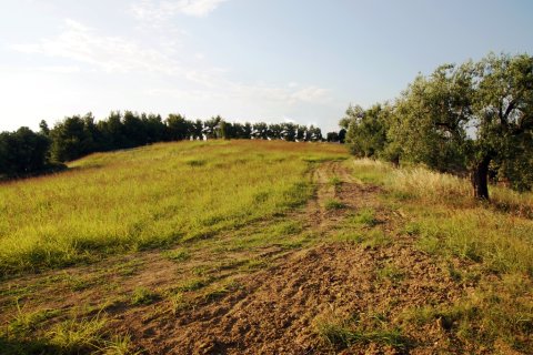 7700m² Land en Chalkidiki, Greece No. 60043 10