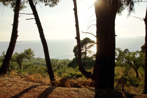 7700m² Land in Chalkidiki, Greece No. 60043 2