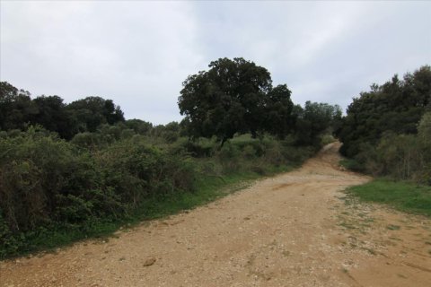 205000m² Land in Corfu, Greece No. 58216 13