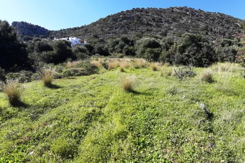 14000m² Land in Malia, Greece No. 56592 6