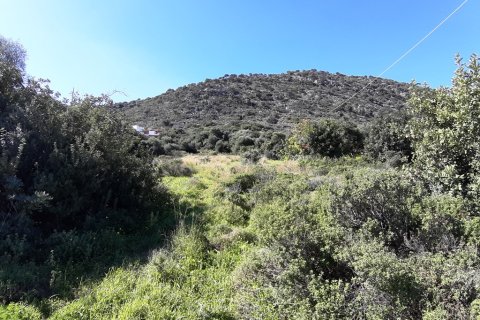 14000m² Land in Malia, Greece No. 56592 8