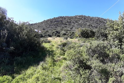 14000m² Land in Malia, Greece No. 56592 2